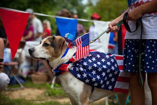 Dog at firework show