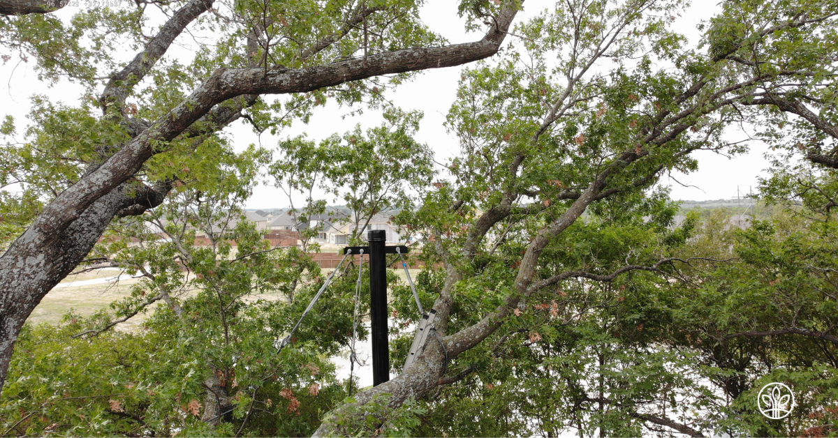 developers remain committed to preserving this historic red oak tree by building structural components to lift damaged tree limbs