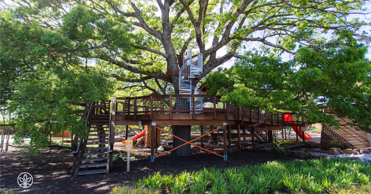 Treehouse Damaged by Storms – Repairs & Renovations Underway to Save 150+ Year Old Tree in Solterra Texas