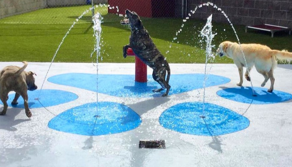 Construction Update #18: Solterra’s Upcoming Dog Splash Pad at the Headquarters Amenity Complex